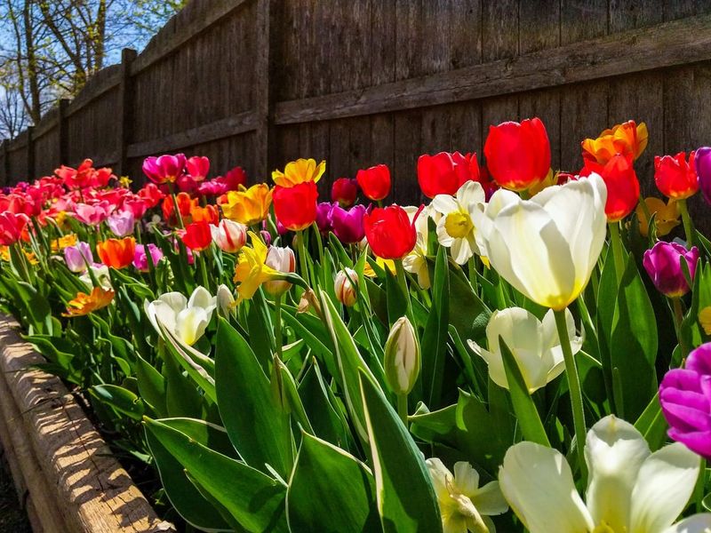 Tulips Add Bold Blooms In Every Garden Style
