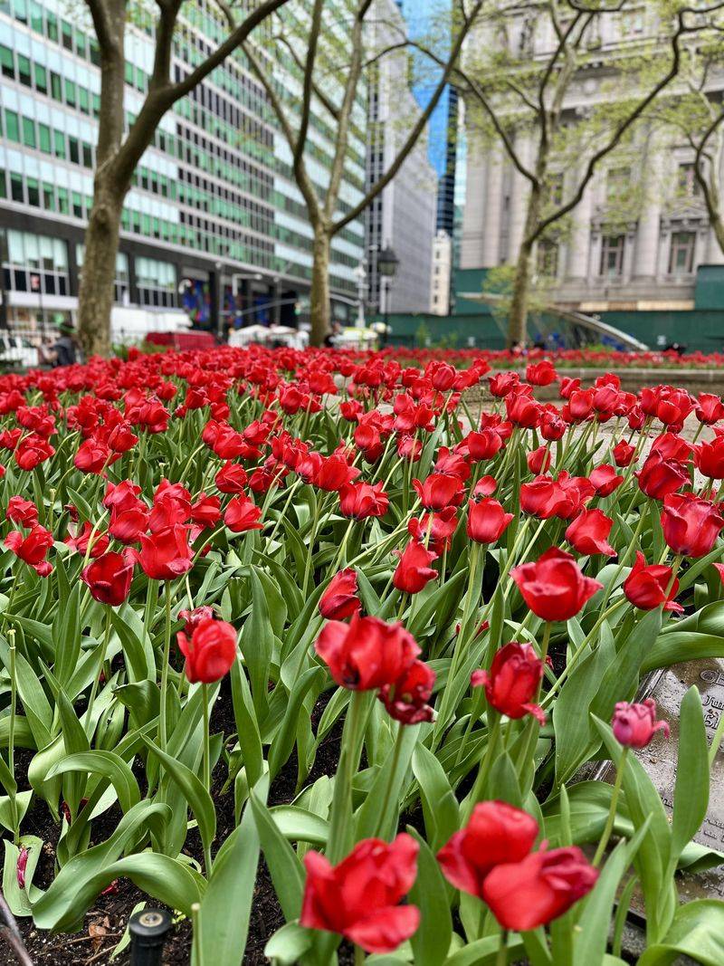 Tulips Bring Bold Spring Color To Gardens Tulips Bring Bold Spring Color To Gardens