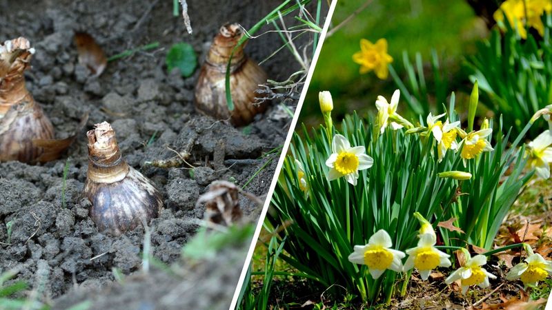 Tulips, Daffodils, And Crocus Bulbs