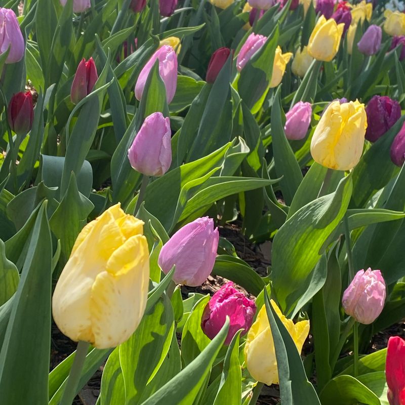 Tulips May Not Return As Strongly The Following Year Tulips May Not Return As Strongly The Following Year
