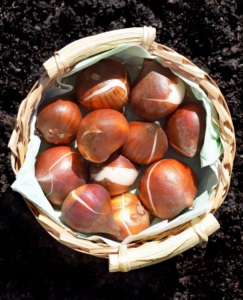 Tulips Need A Cold Period Before Their Spring Flowers Appear Tulips Need A Cold Period Before Their Spring Flowers Appear