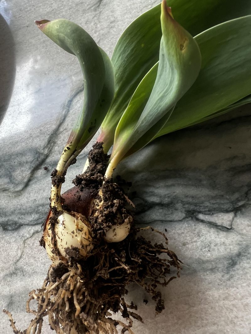 Tulips Require Weeks In Your Refrigerator Tulips Require Weeks In Your Refrigerator