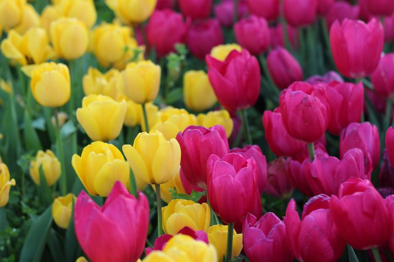 Tulips Turn Spring Beds Into Colorful Displays