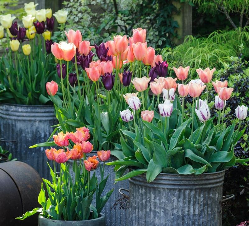 Tulips