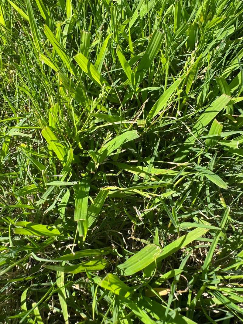 Turf Cut Too Short And The Weeds That Follow