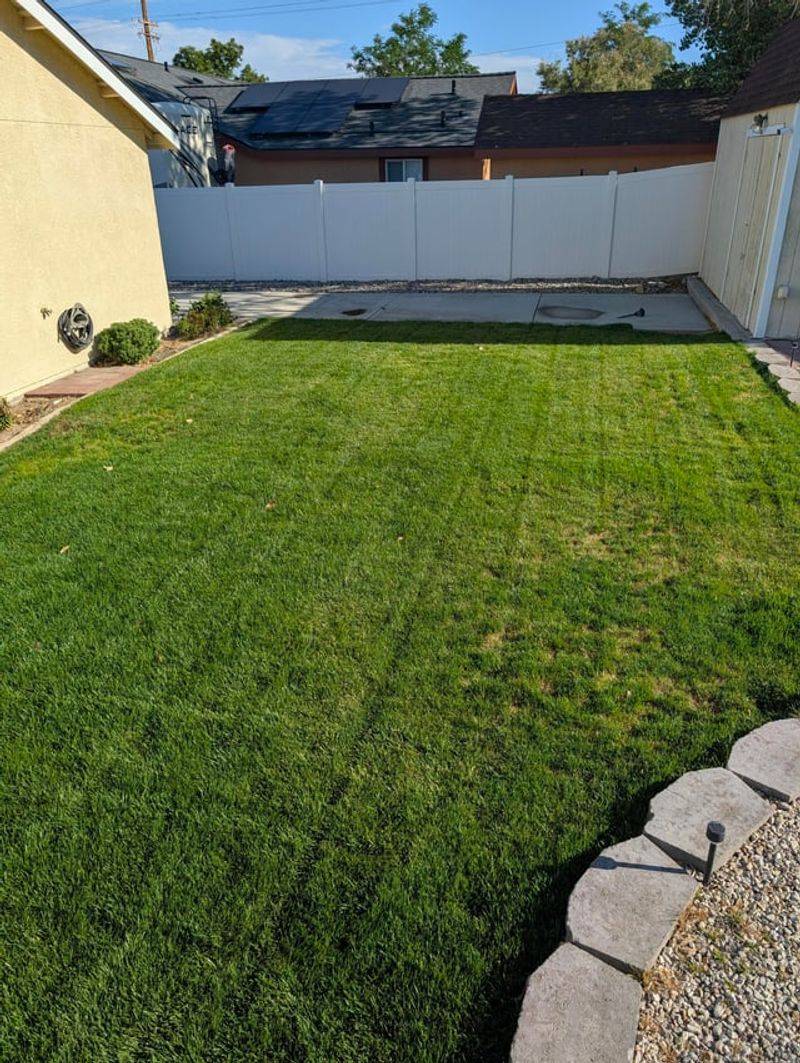 Turf Recovery And A Tougher Lawn Next Season Turf Recovery And A Tougher Lawn Next Season