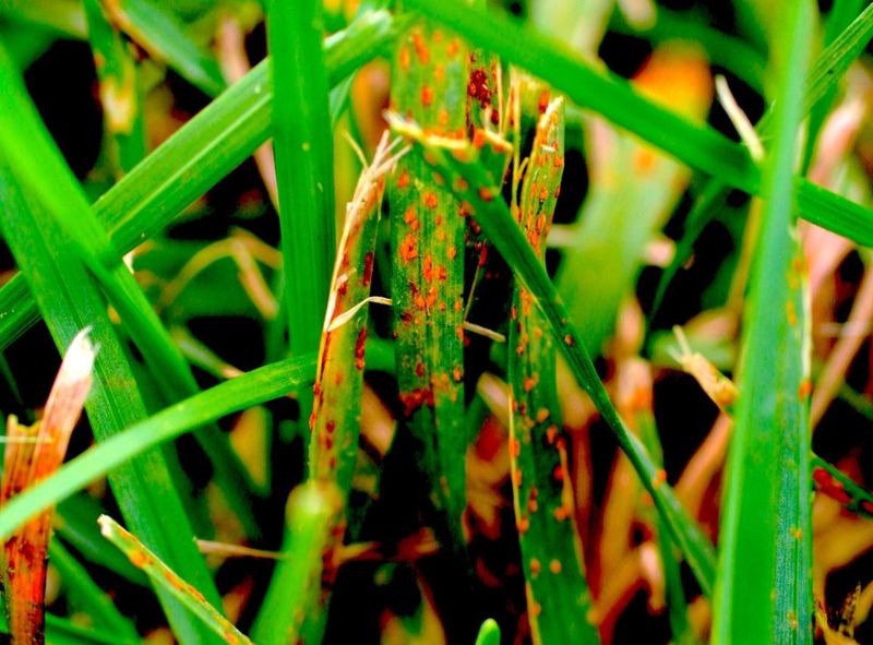 Turfgrass Rust Can Give Ohio Lawns An Orange Appearance