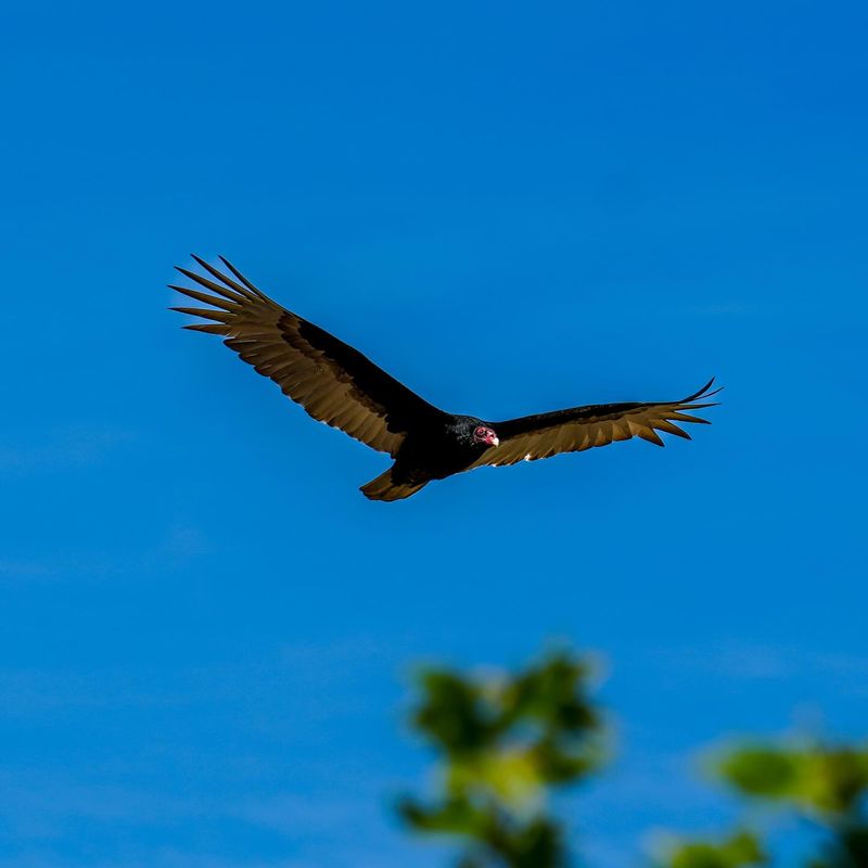 Turkey Vultures Use Rising Warm Air To Stay Aloft