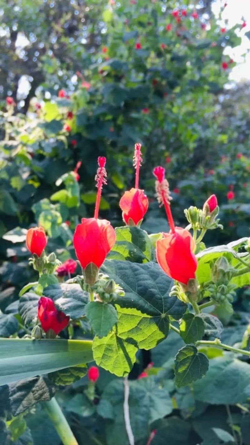 Turk's Cap
