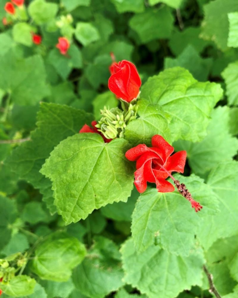 Turk's Cap