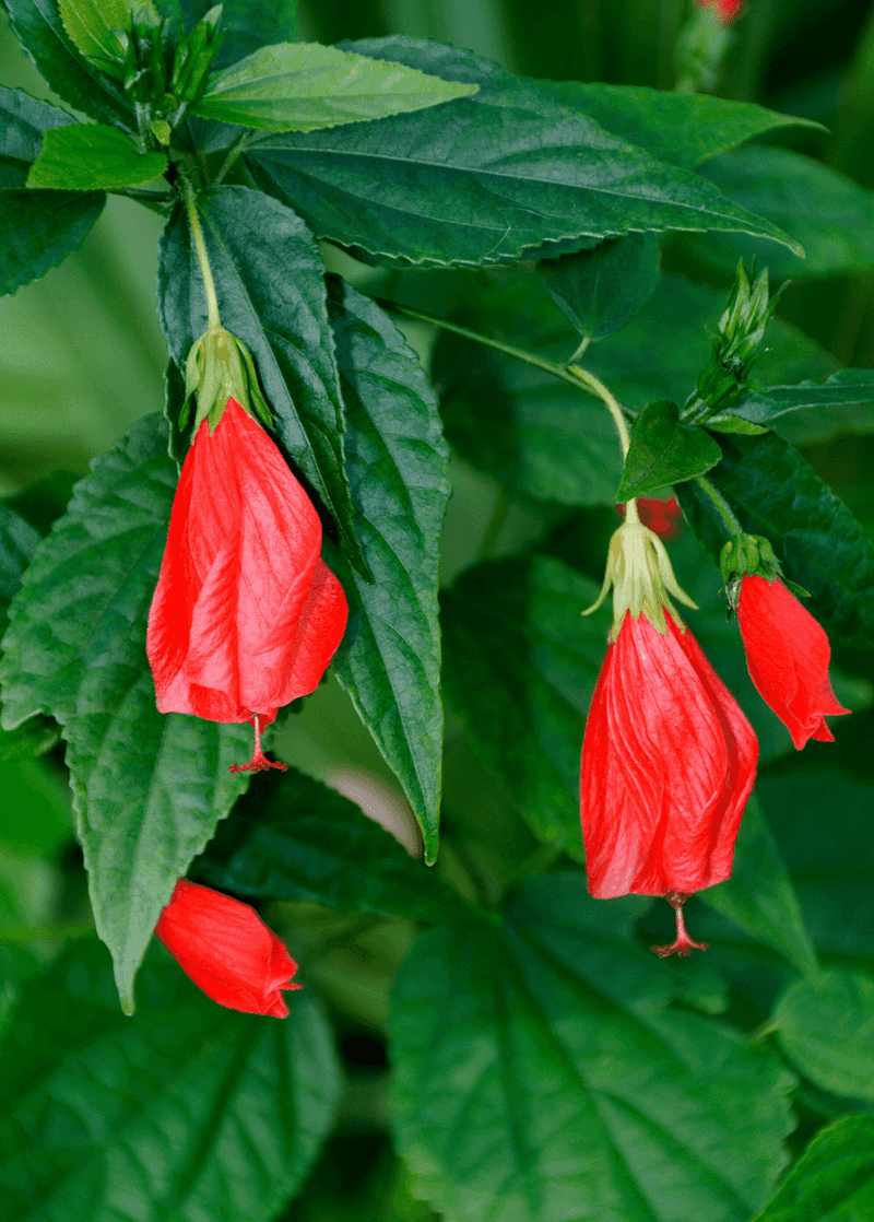 Turk’s Cap Brings Late-Season Blooms To The Yard Turk’s Cap Brings Late-Season Blooms To The Yard
