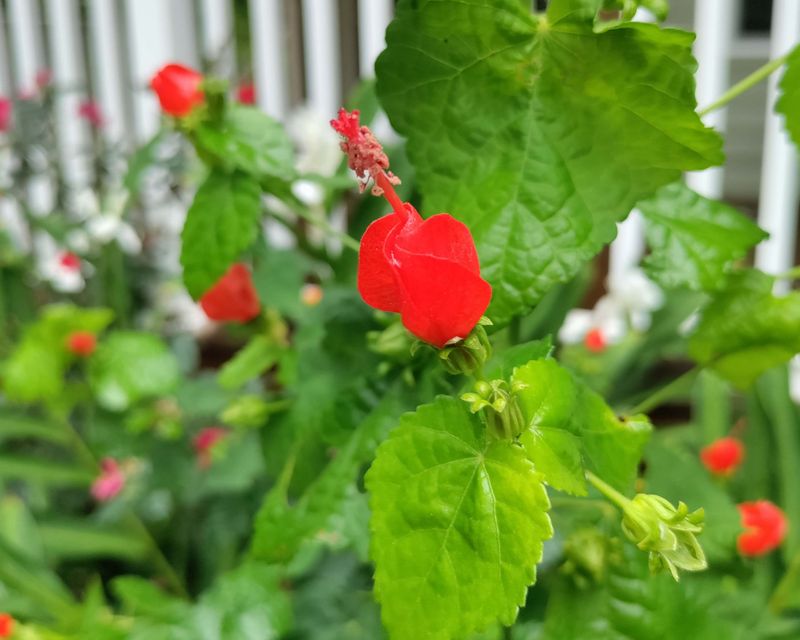 Turk's Cap Mallow (Malvaviscus Arboreus)