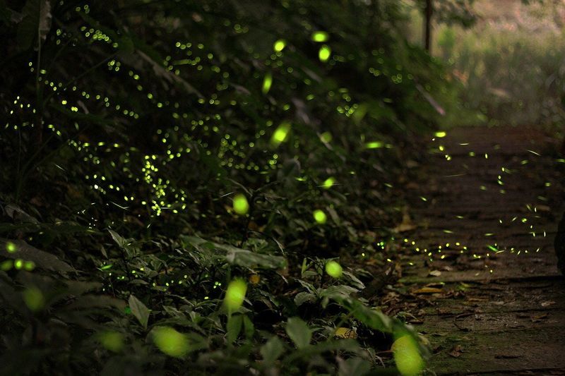 Turn A Taller Lawn Edge Into A Firefly Refuge Turn A Taller Lawn Edge Into A Firefly Refuge