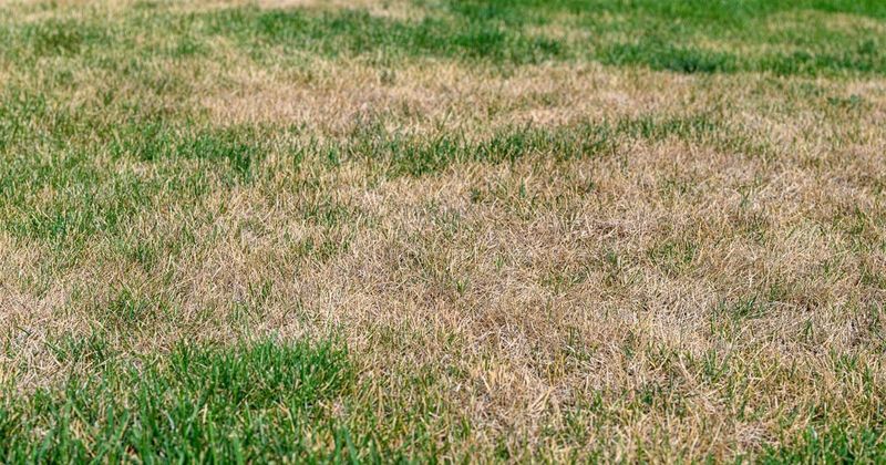 Turn Bare Patches Into New Grass Turn Bare Patches Into New Grass