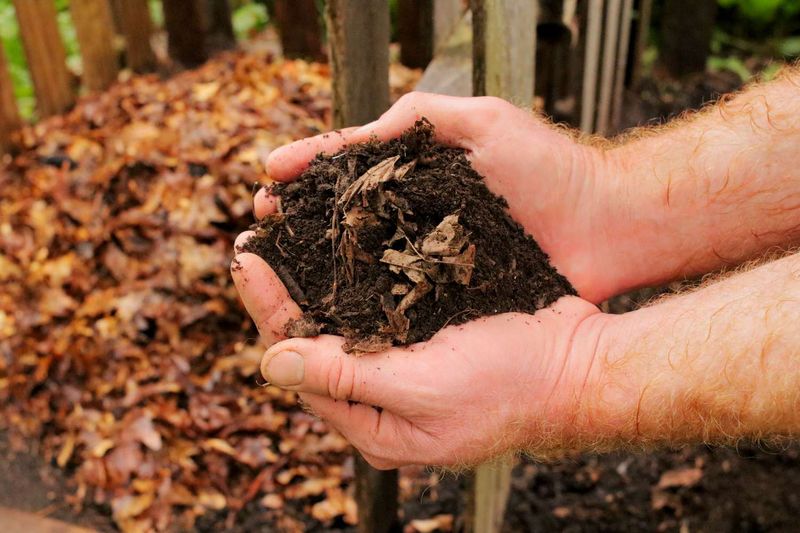 Turn Extra Leaves Into Leaf Mold Or Compost