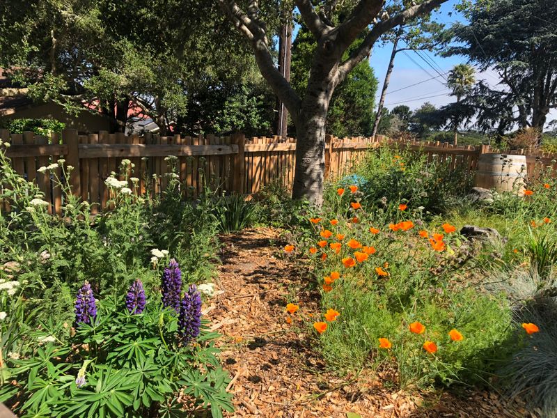 Turn Forgotten Side Yards Into Native Habitats