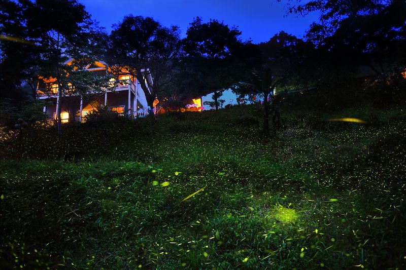 Turn Off The Lights And Let The Taller Habitat Do Its Job Turn Off The Lights And Let The Taller Habitat Do Its Job