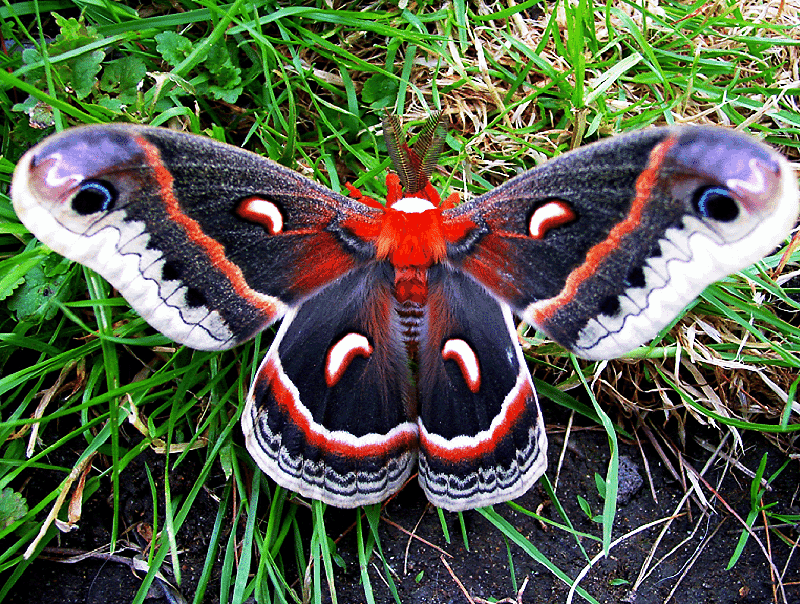 Turn One Shrub Into A Backyard Wildlife Station Turn One Shrub Into A Backyard Wildlife Station