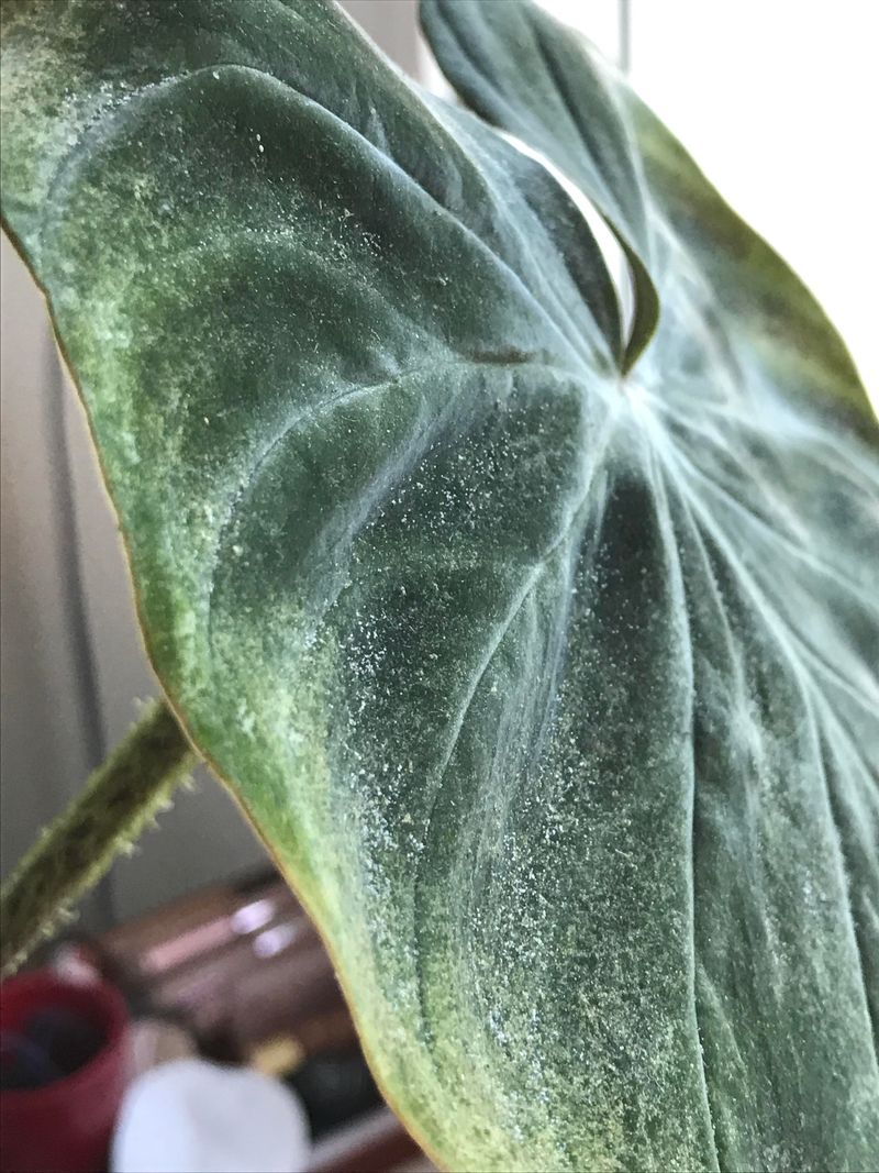 Turn The Leaf Over Before You Blame The Weather