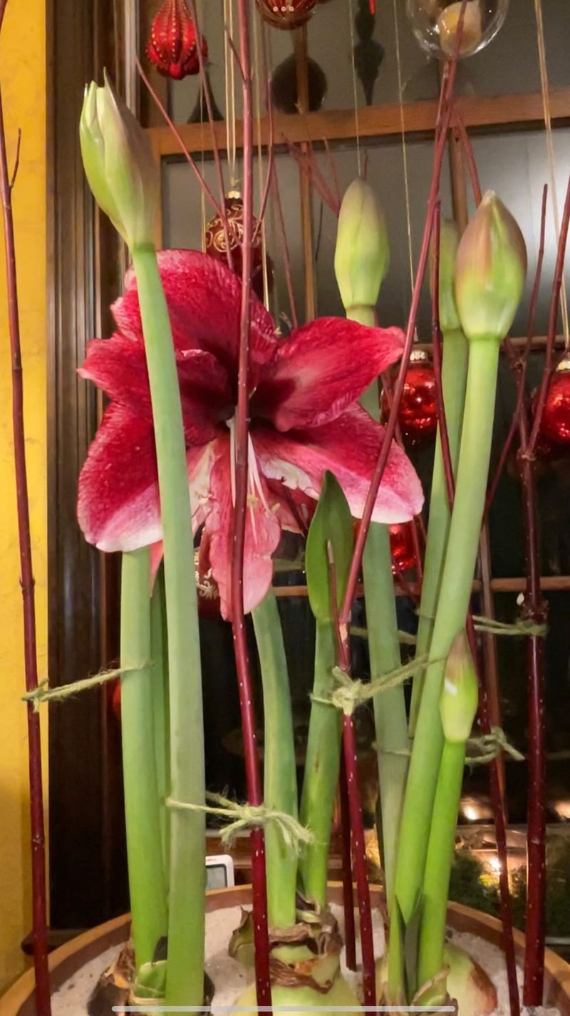 Turn The Pot To Keep Stems Straight