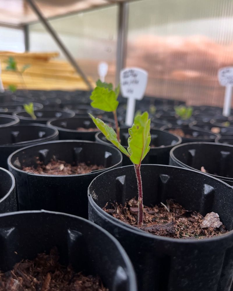 Turning A Bumper Crop Into Next Year's Oak Seedlings Turning A Bumper Crop Into Next Year's Oak Seedlings