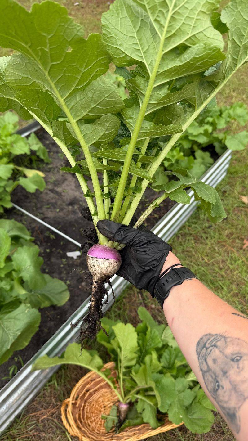 Turnips