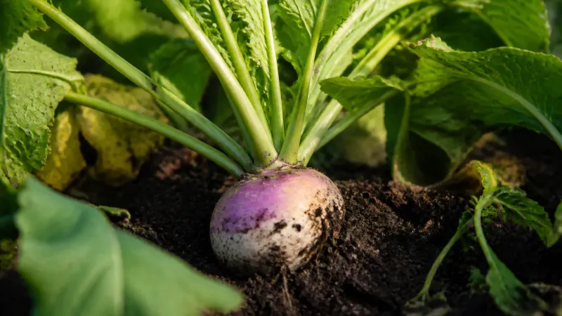 Turnips Turnips