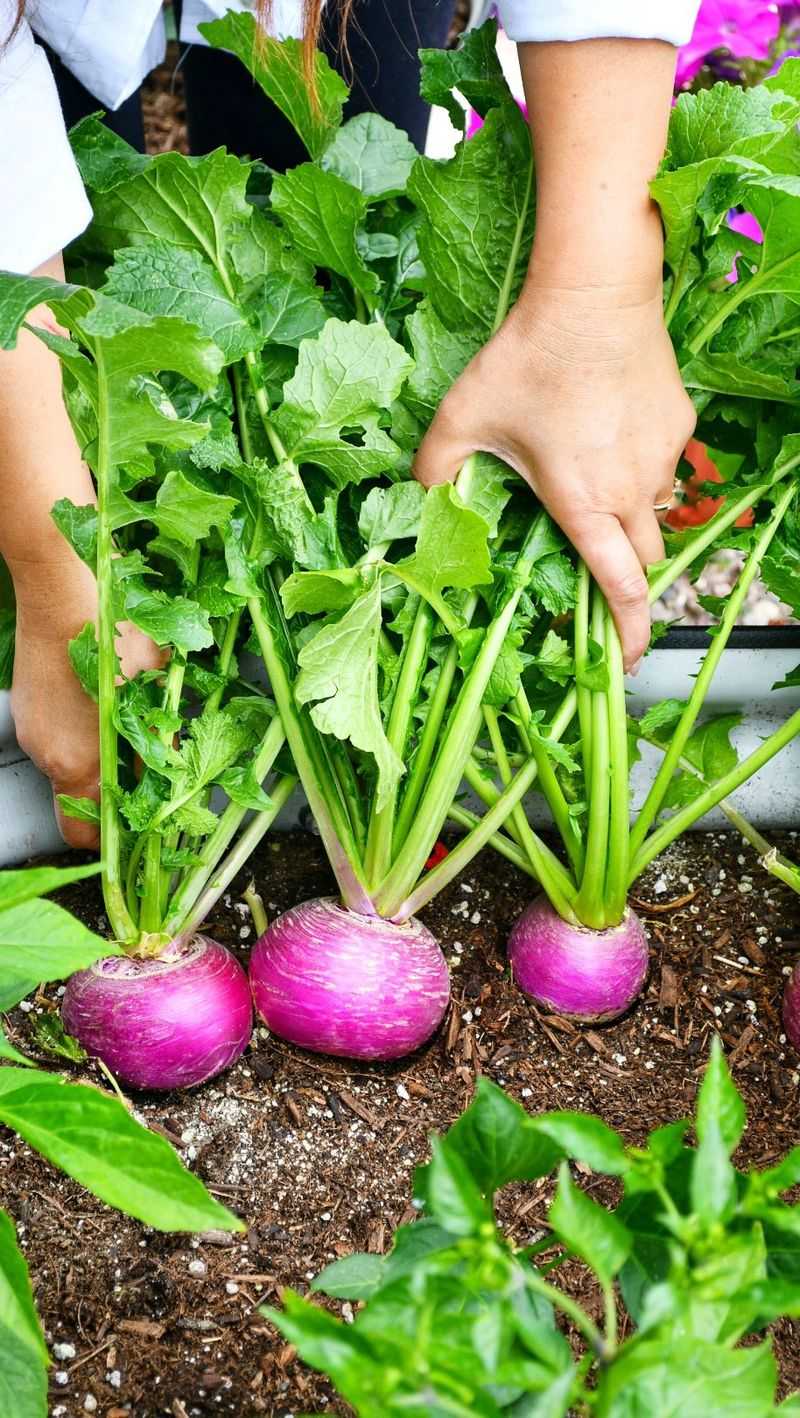 Turnips Turnips