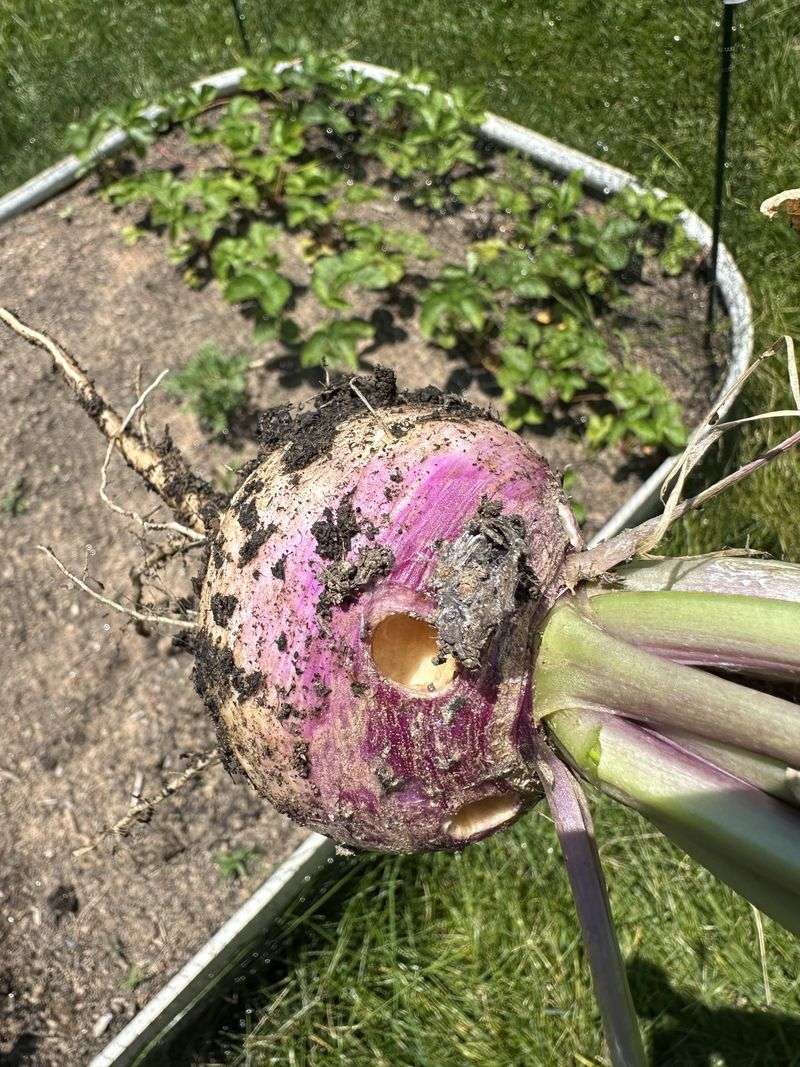Turnips Can Mature Before Winter Turnips Can Mature Before Winter