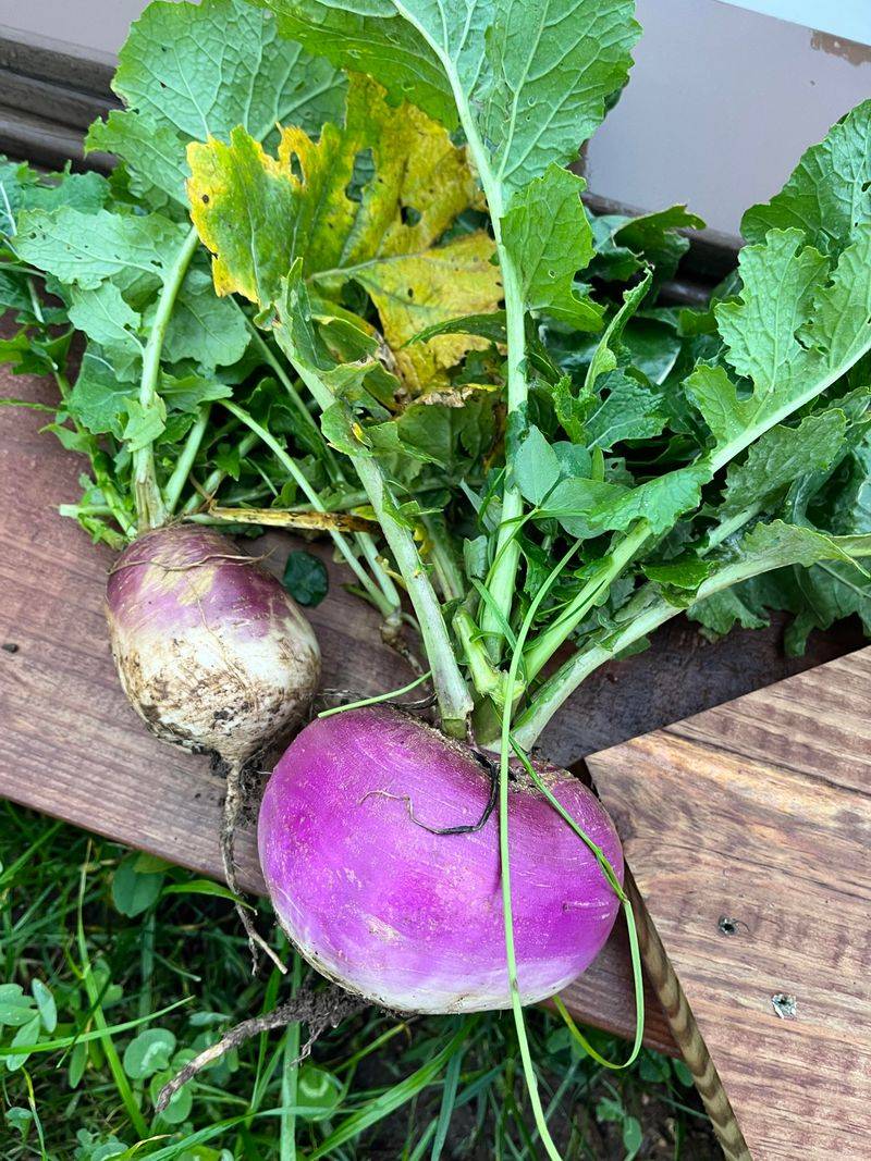Turnips Give You Two Harvests From One Row Turnips Give You Two Harvests From One Row