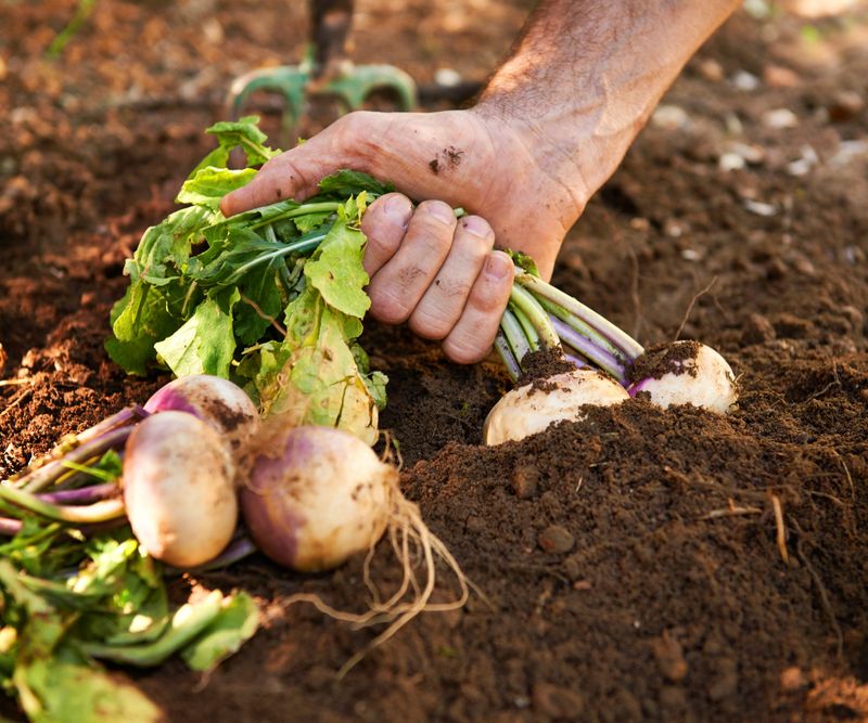 Turnips Offer A Double Harvest Turnips Offer A Double Harvest