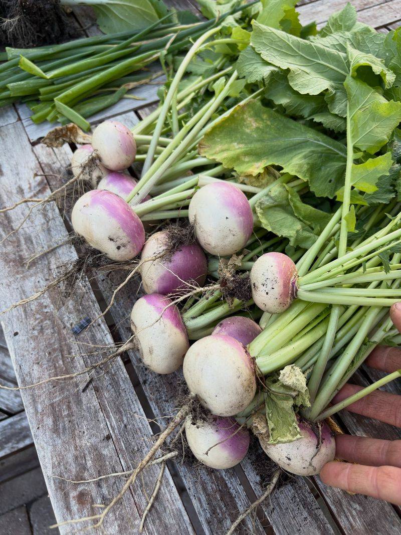 Turnips