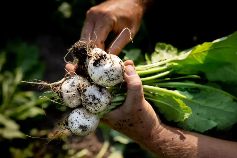 Turnips Turnips