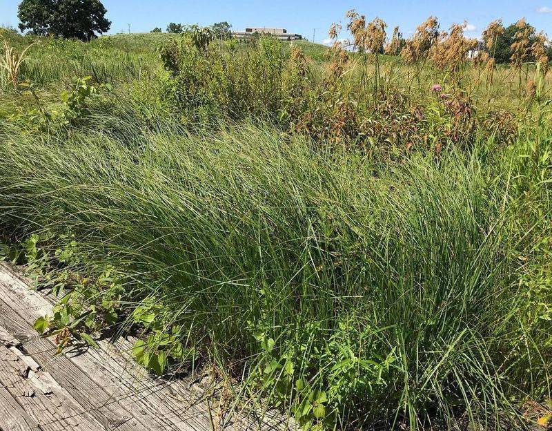 Tussock Sedge Loves Soggy Spots