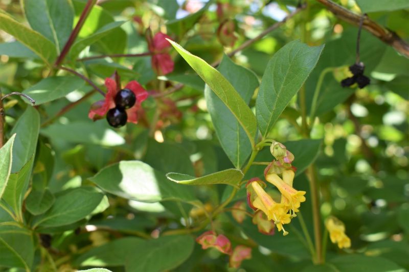 Twinberry Honeysuckle For Wet Spots Twinberry Honeysuckle For Wet Spots