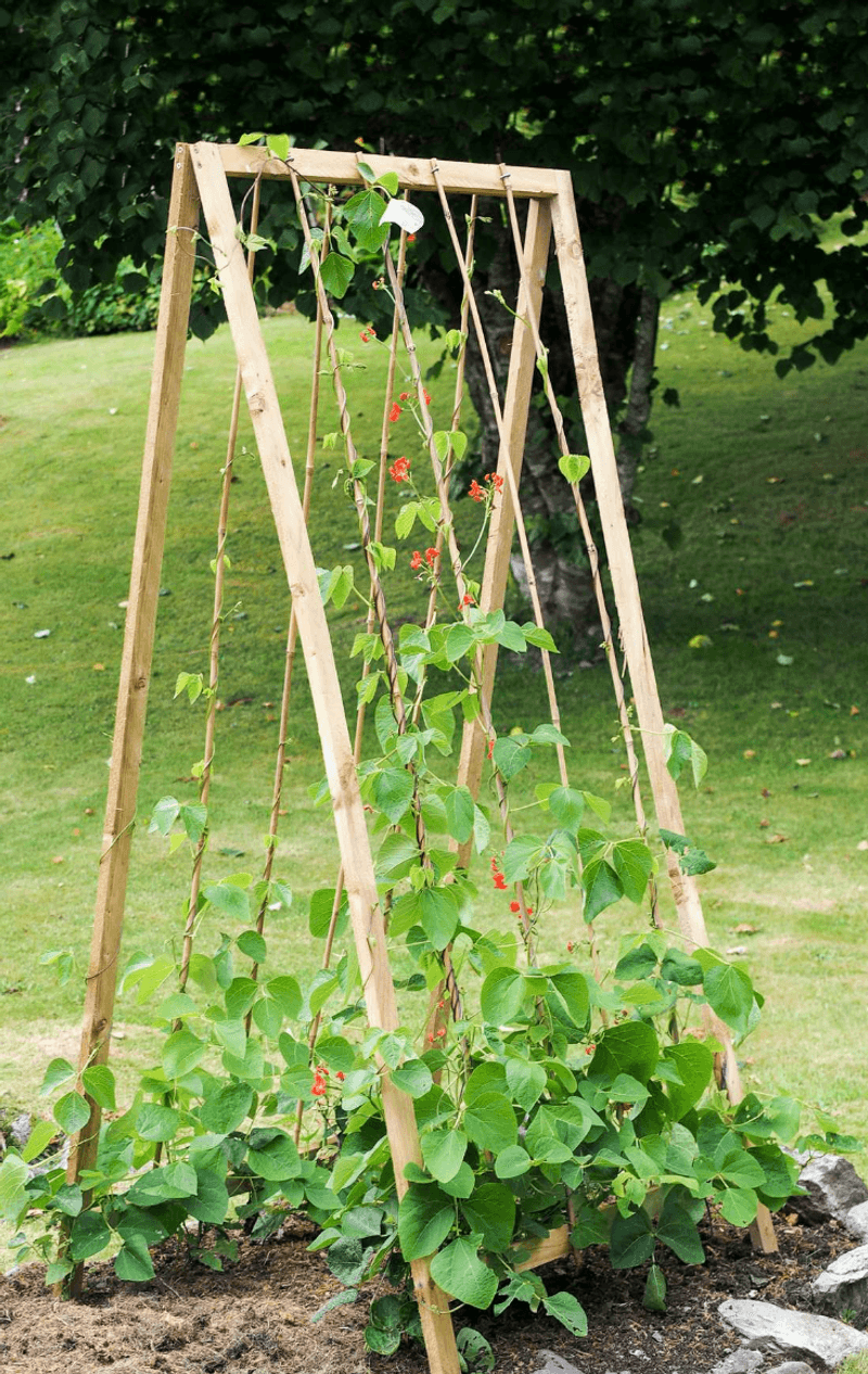 Twining Vines Need Something To Wrap Around Twining Vines Need Something To Wrap Around