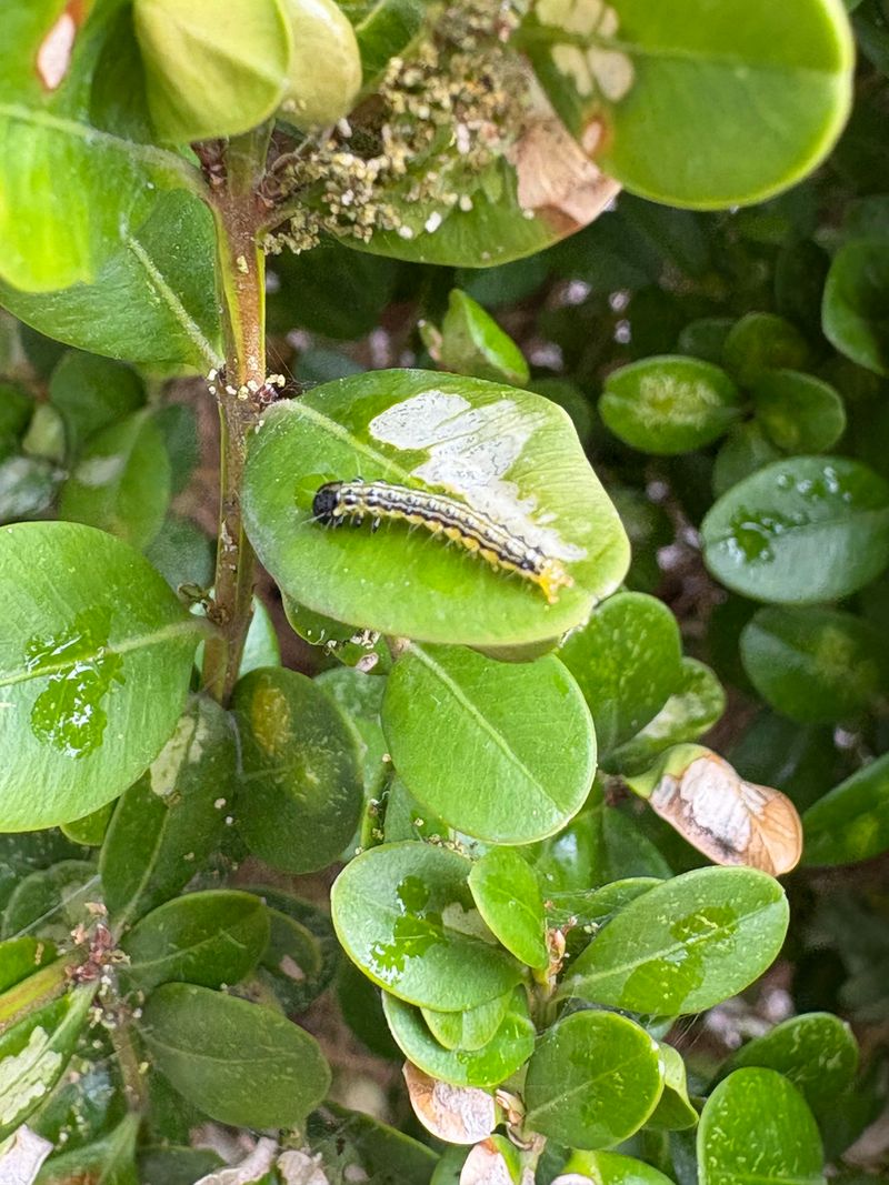 Two Or Three Waves Of Hungry Larvae Each Summer Two Or Three Waves Of Hungry Larvae Each Summer