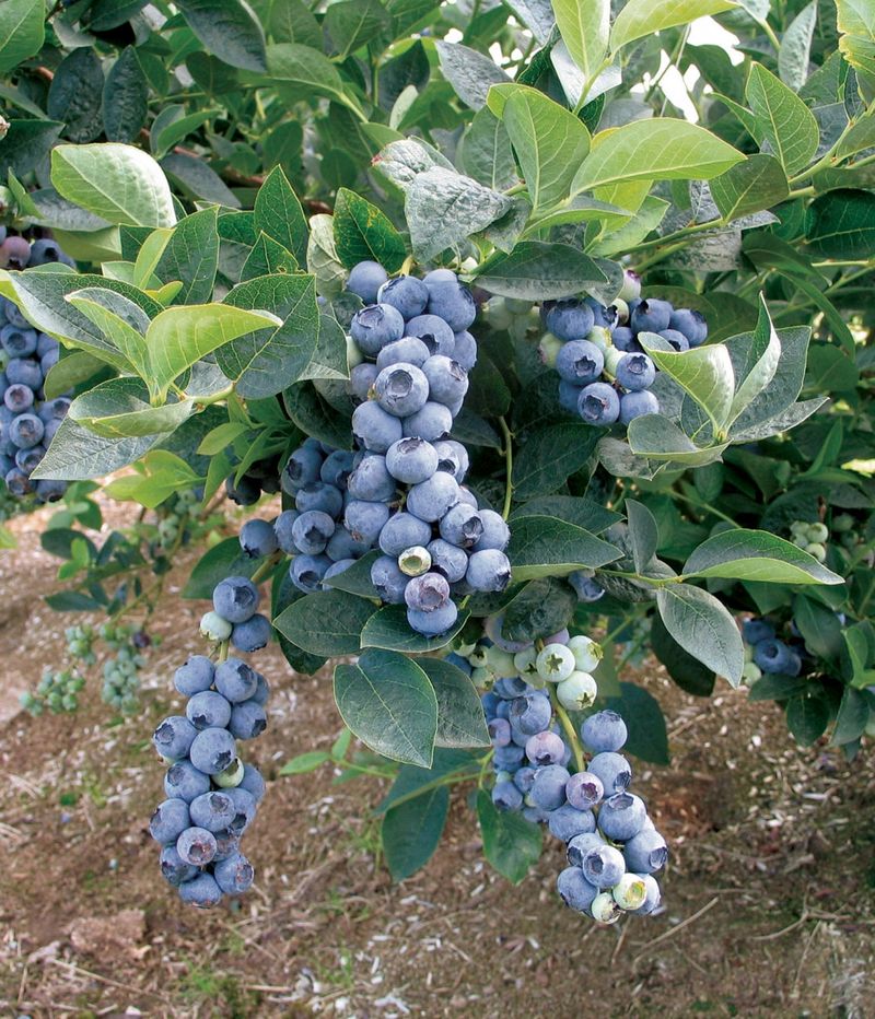 Two Varieties Improve Your Harvest