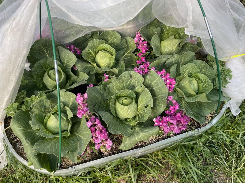 Uncover Plants After Morning Temperatures Rise