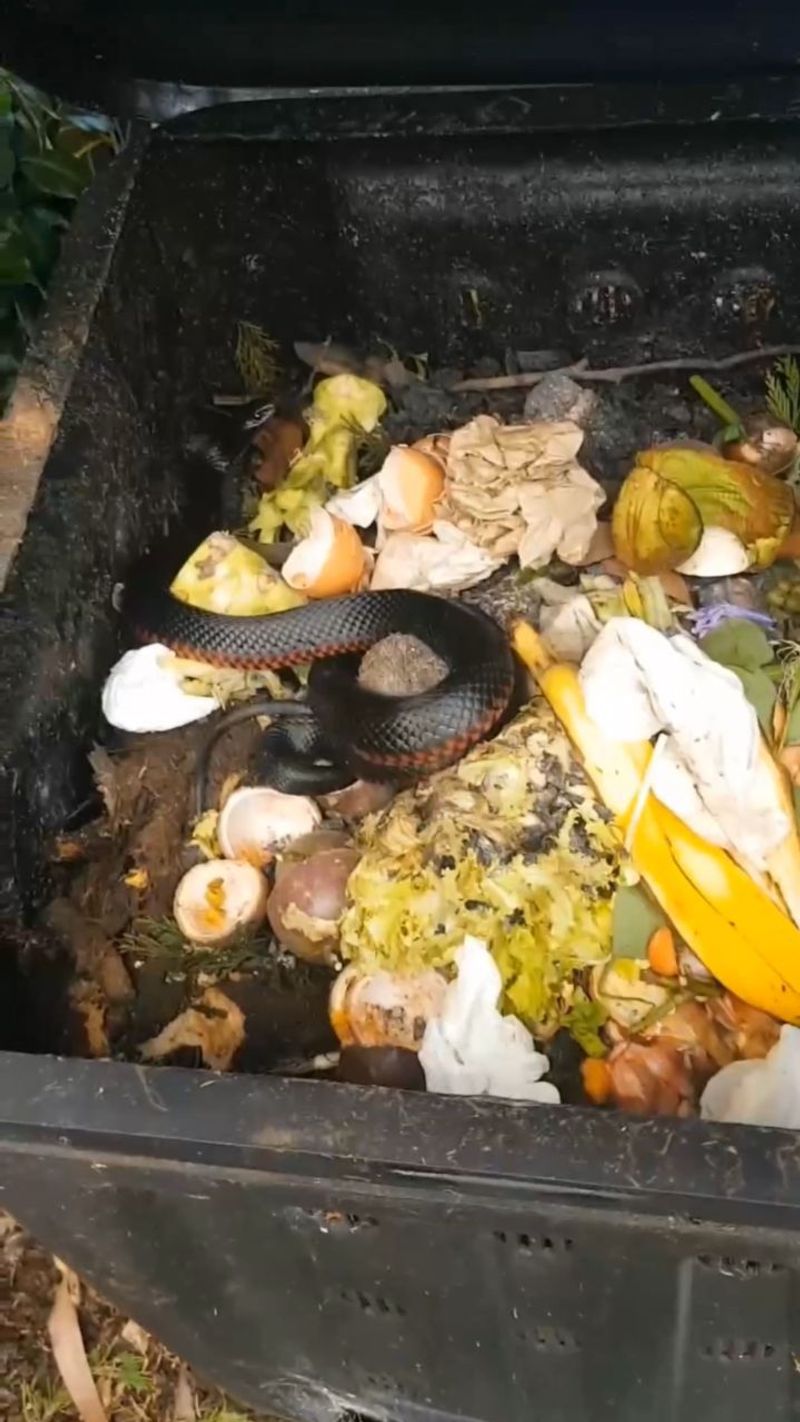 Uncovered Compost Bins
