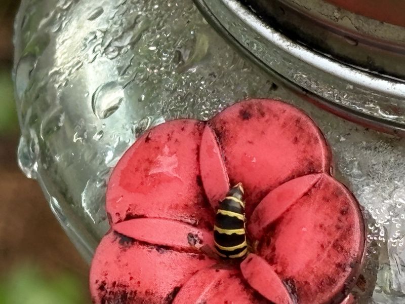 Under Wasp And Bee Hotspots