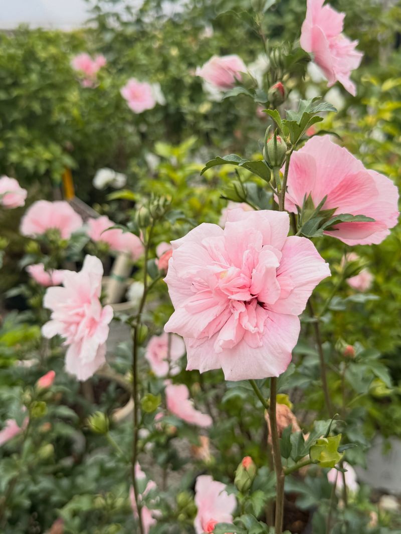 Understand Rose Of Sharon Blooms On New Wood
