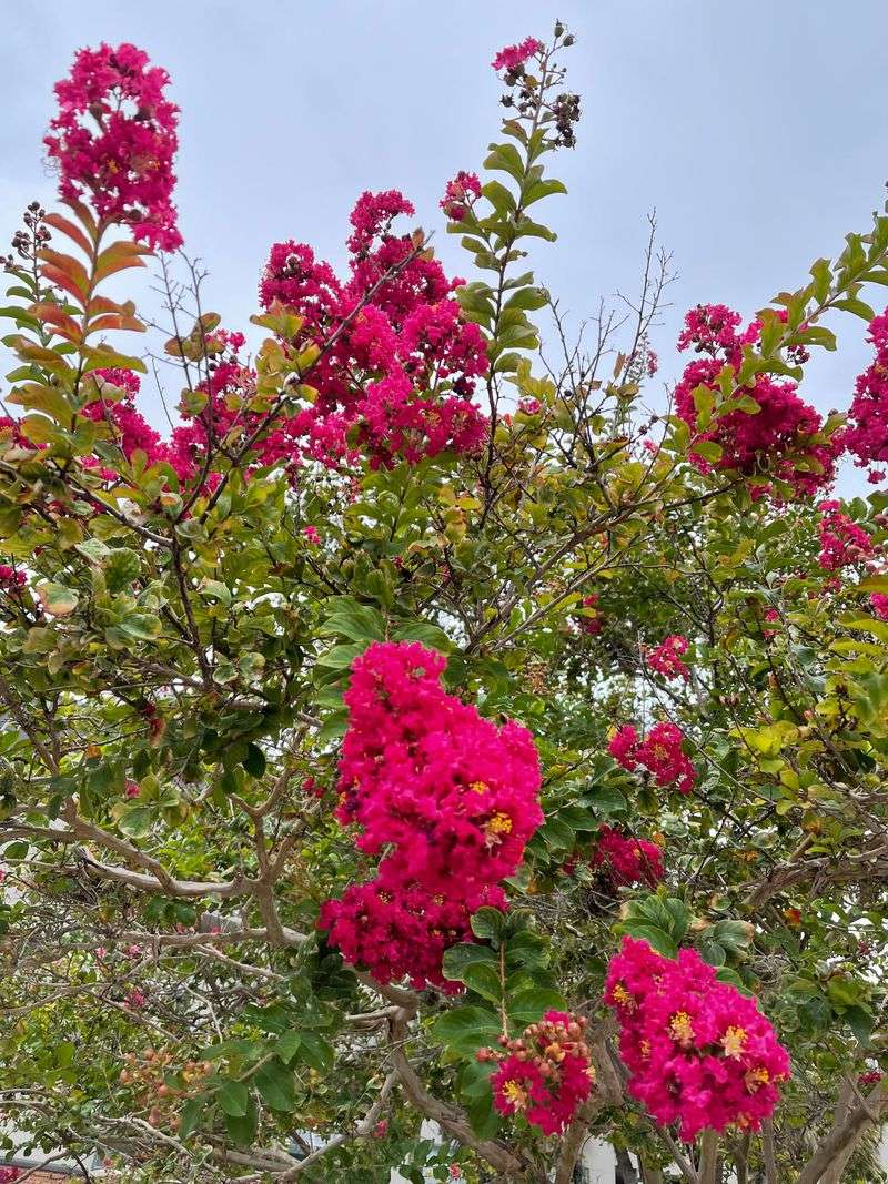 Understand What Healthy Crape Myrtle Growth Looks Like Understand What Healthy Crape Myrtle Growth Looks Like
