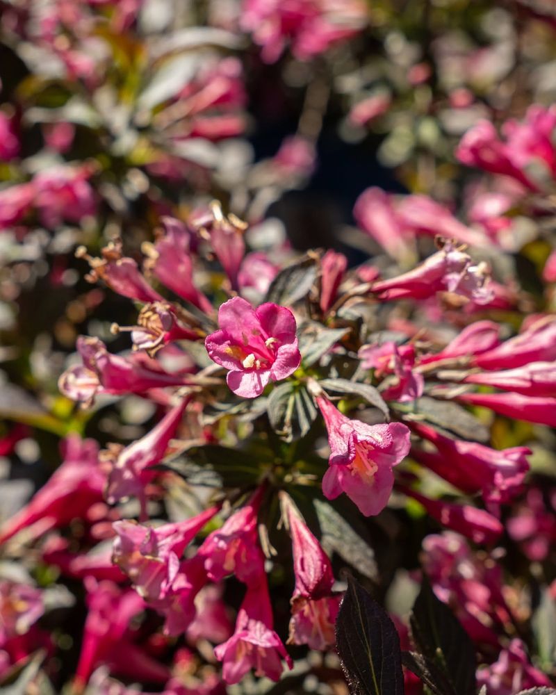 Understand Where Weigela Flowers Form Understand Where Weigela Flowers Form
