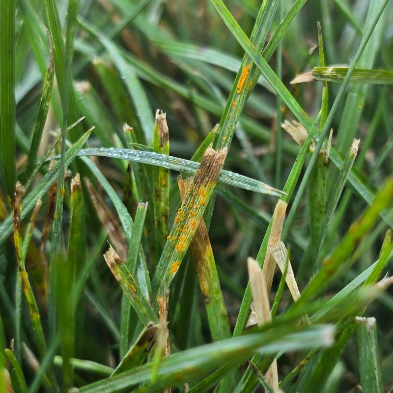 Understand Why Cool Weather Favors Disease