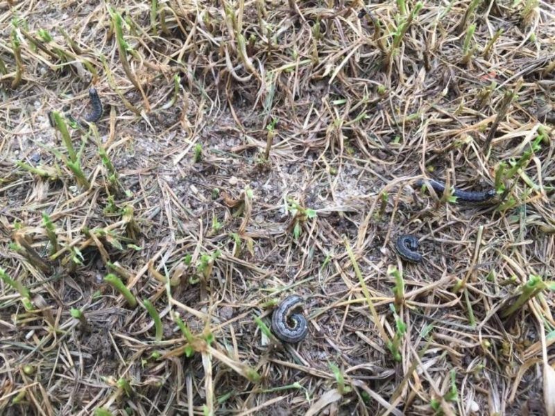 Understand Why Fall Armyworms Spread Quickly In Late Summer