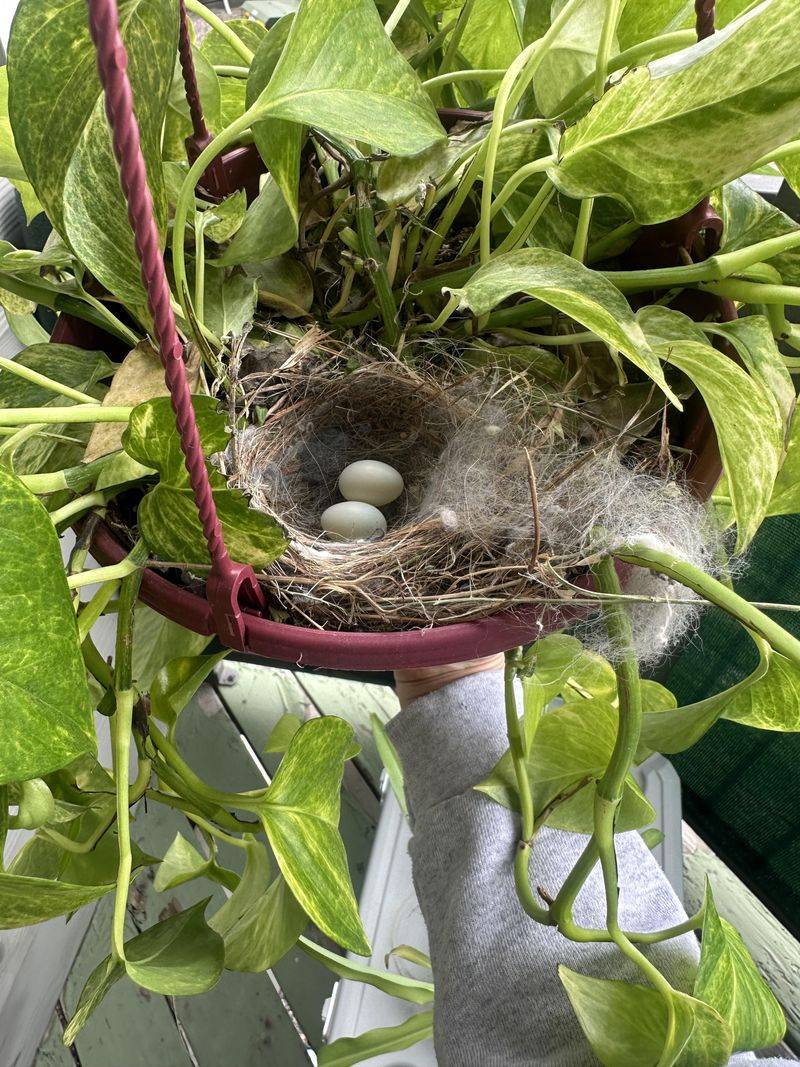 Understand Why Hanging Plants Attract Finches Understand Why Hanging Plants Attract Finches