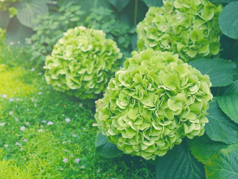 Understand Why Hydrangea Blooms Turn Green Understand Why Hydrangea Blooms Turn Green