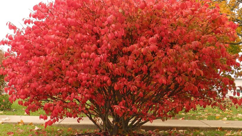 Understand Why Its Red Color Won Homeowners Over Understand Why Its Red Color Won Homeowners Over