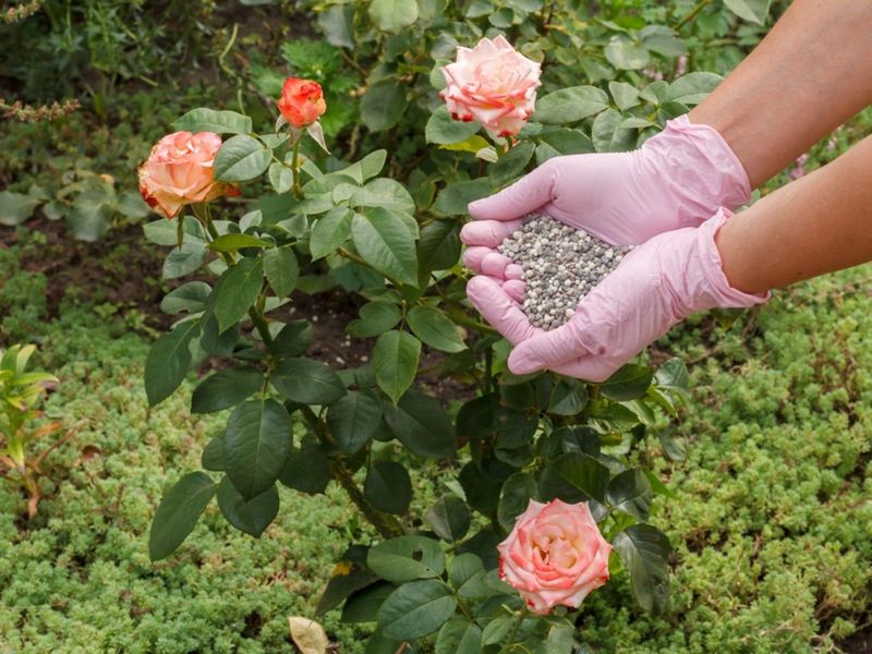 Understand Why Late Fertilizing Can Encourage Tender New Growth Understand Why Late Fertilizing Can Encourage Tender New Growth